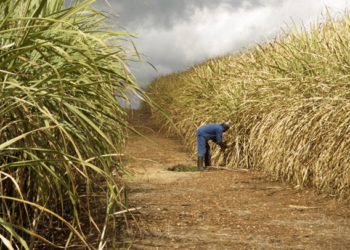 Agricultural insurance, a necessity for African farmers