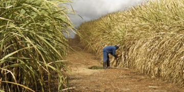 Agricultural insurance, a necessity for African farmers